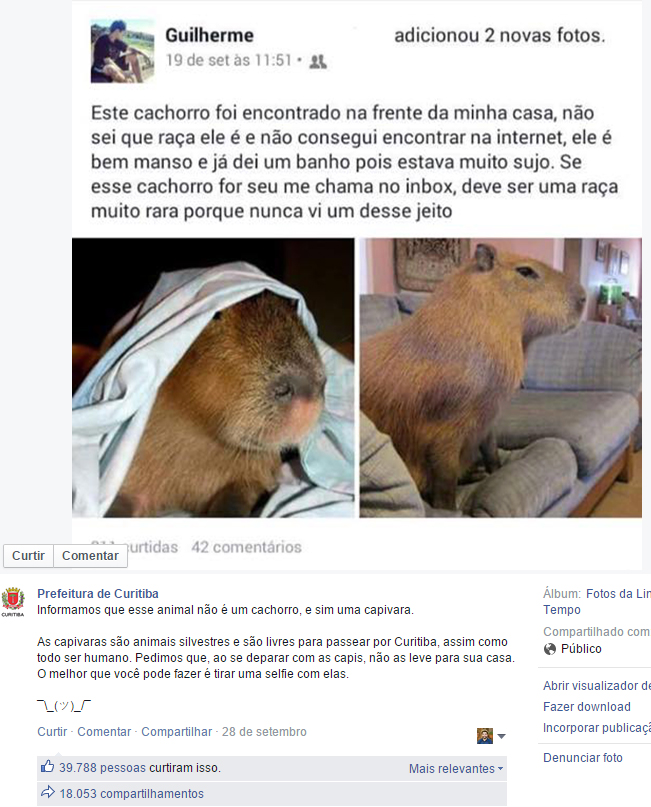 meme da capivara